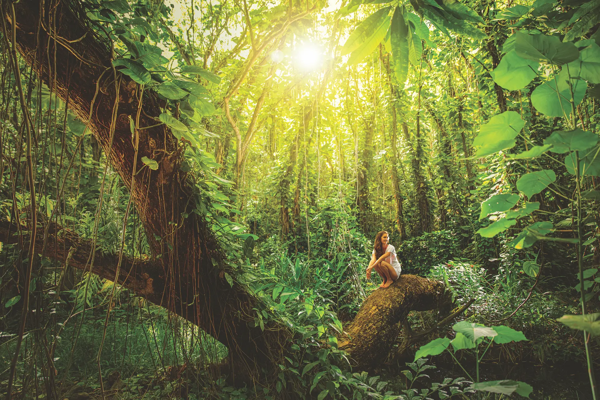 Traveler resting on a fallen tree in a sunlit Kauaʻi rainforest