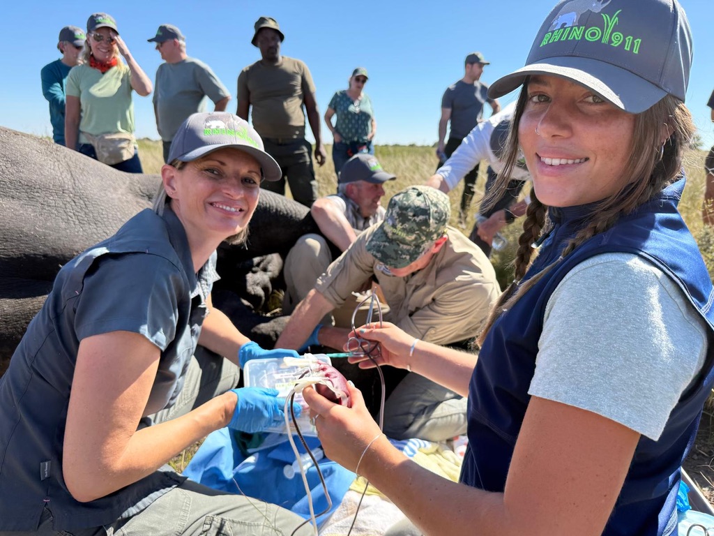Conservation team caring for a sedated rhino during a field operation in Africa