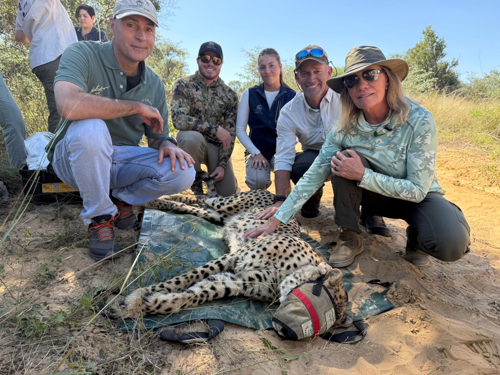 Conservation researchers monitoring big cats in Africa