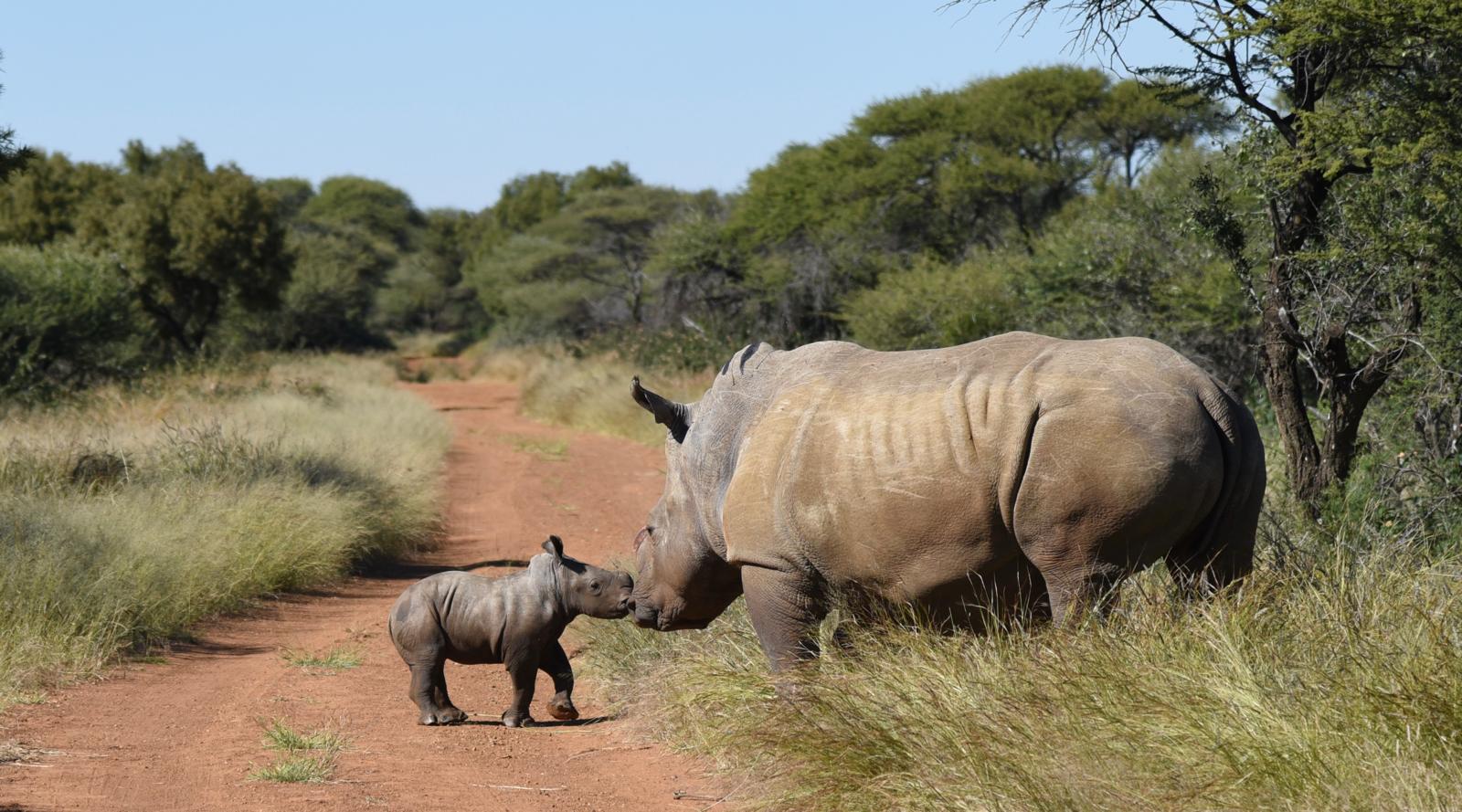 White rhino and her calf on a bush track in Africa